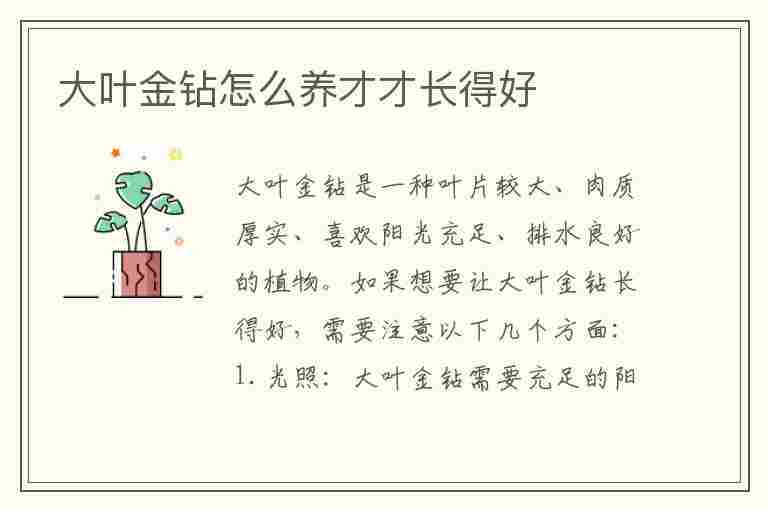 大叶金钻怎么养才才长得好(大叶金钻怎么养才才长得好看)